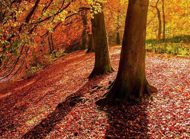 北美森林生物群落詳細信息和高清美圖欣賞