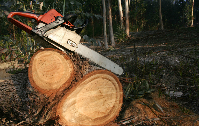 詳細(xì)了解幾個(gè)世紀(jì)以來亞洲的森林砍伐現(xiàn)狀