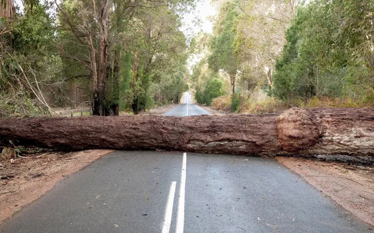什么是林業寡婦制造者-寡婦制造者和其它森林危害