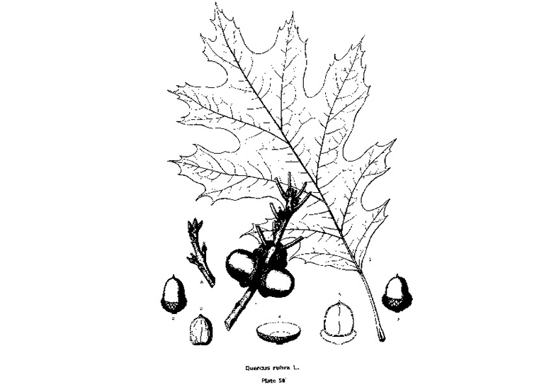 查爾斯·斯普拉格·薩金特的美國(guó)東部常見樹木插圖（五）