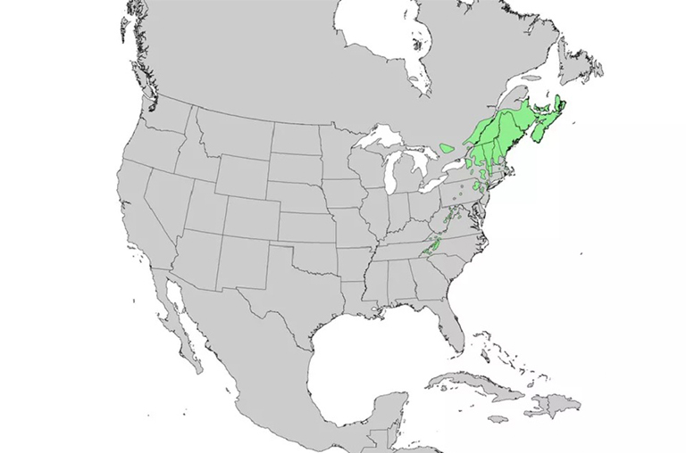 北美6個(gè)常見的云杉樹范圍