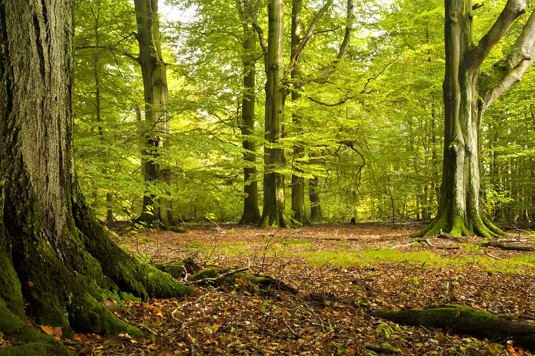 史上全細(xì)休眠樹識(shí)別庫（一）