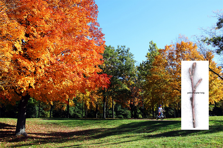 史上全細休眠樹識別庫（七）