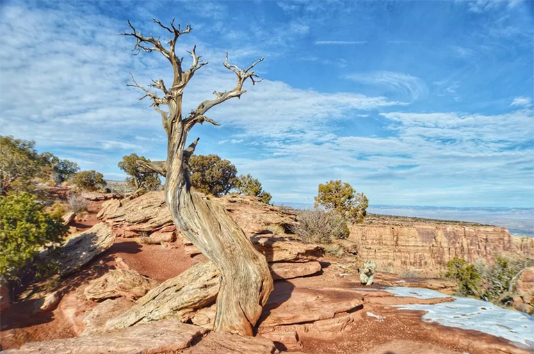 是什么原因?qū)е聵淠舅劳?可能造成樹木死亡的5個(gè)因素