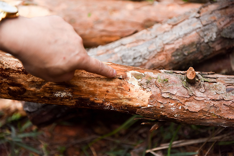32多種常見的樹木b害導(dǎo)致大多數(shù)樹木的健康下降和死亡（二）