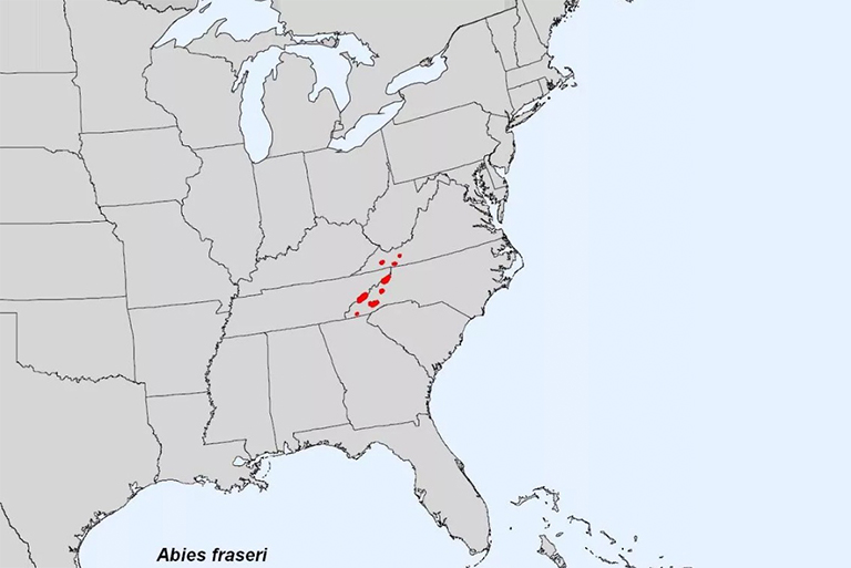 關于弗雷澤冷杉-Abies Fraseri-受歡迎的圣誕樹