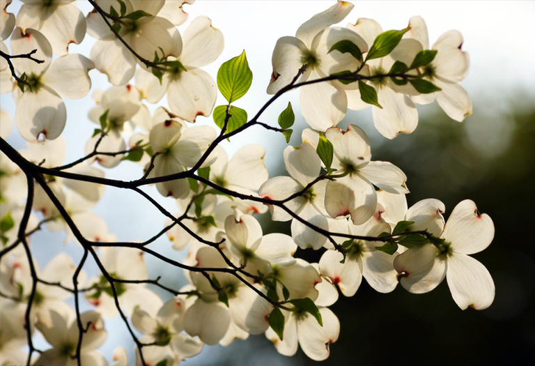 山茱萸的秋天葉子顏色在USDA堅硬區域中為生動