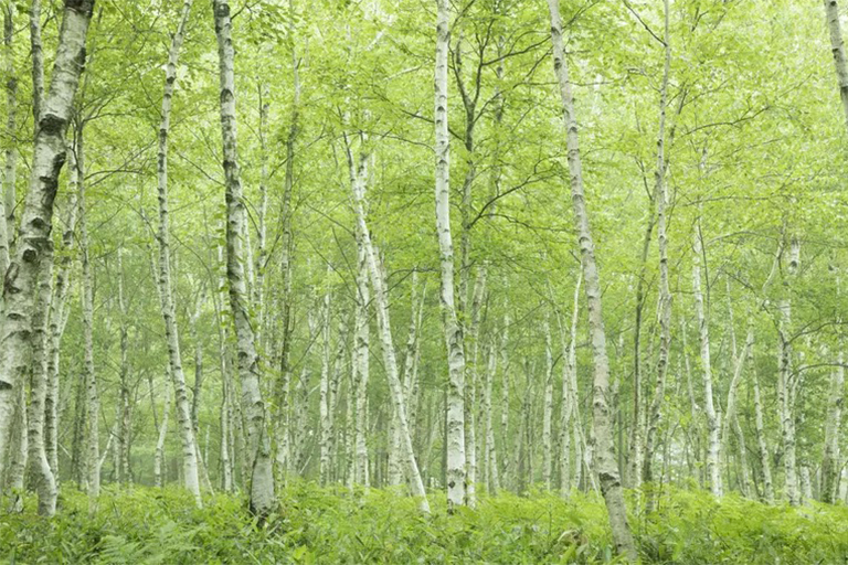 區分硬木和軟木樹-通常是正確的，但這不是的規則