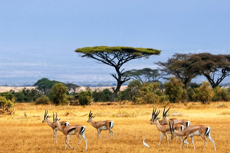 稀樹(shù)草原生物群落-氣候、位置和野生生物