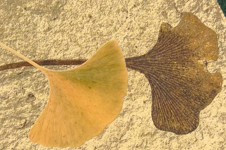 “活化石”植物地質過去的三個幸存者-銀杏 水杉 狼尾草