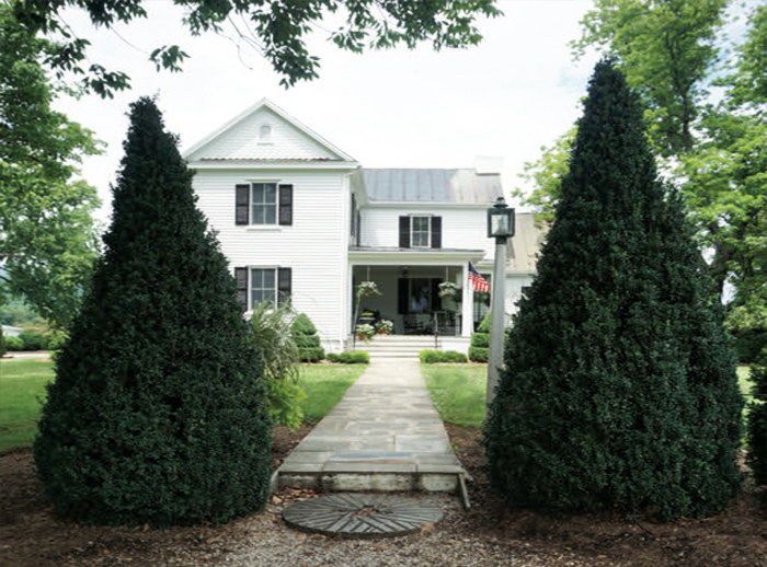 如何識別黃楊木枯萎b及其處理方法