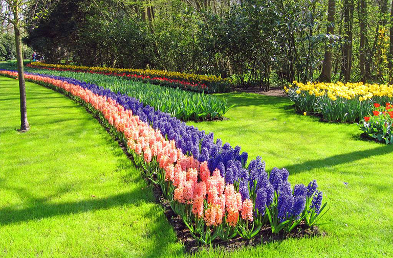 為什么專家修剪對(duì)成功的景觀管理計(jì)劃至關(guān)重要