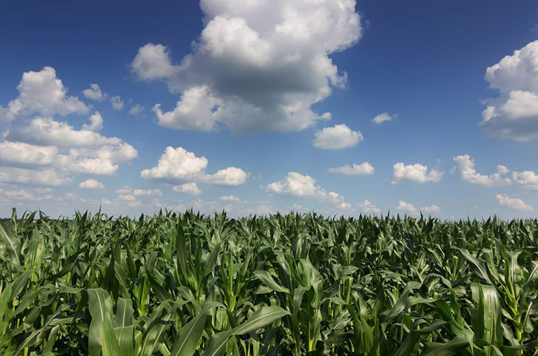 我們熟知的植物-玉米的解剖