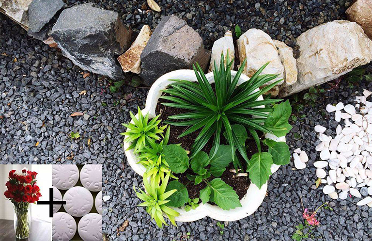 植物誘導的抗性-您的植物需要阿司匹林嗎？