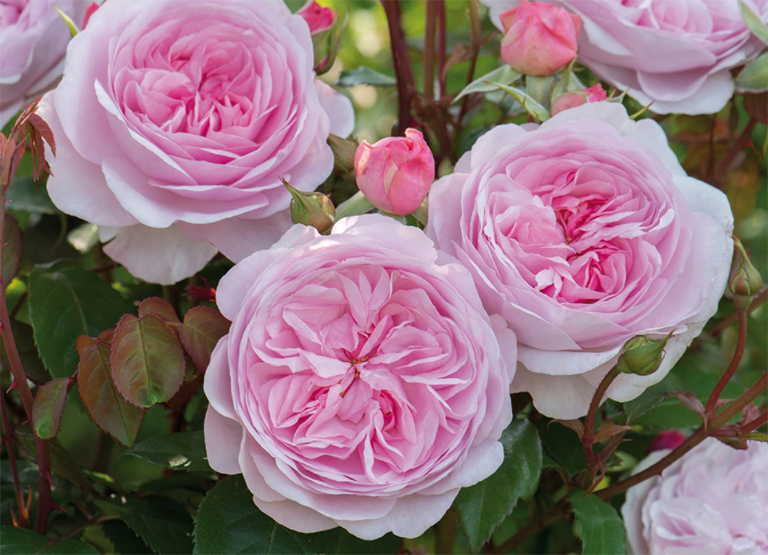 庭院設(shè)計(jì) 玫瑰很難保養(yǎng)嗎？