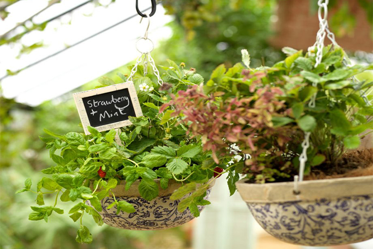 開春在植物花園的工作–準備蔬菜田，種植吊籃和培育草坪（上）