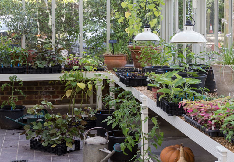 使用植物花園玻璃溫室的傳統方法和創新方法（上）