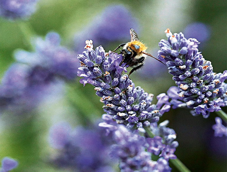 15種簡單創意方法將植物花園變成野生動物的天堂（中）