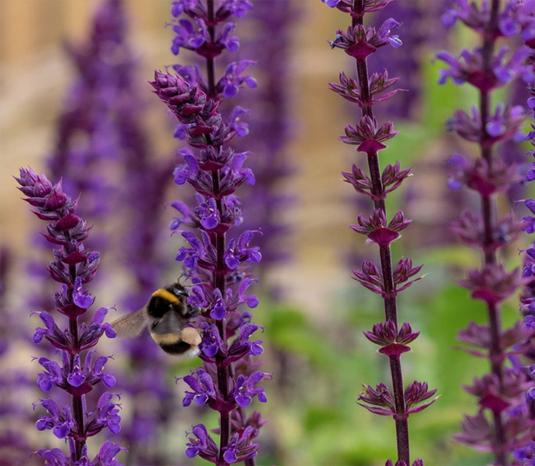2021年植物花園主要外觀和必備品裝飾發(fā)展趨勢（中）