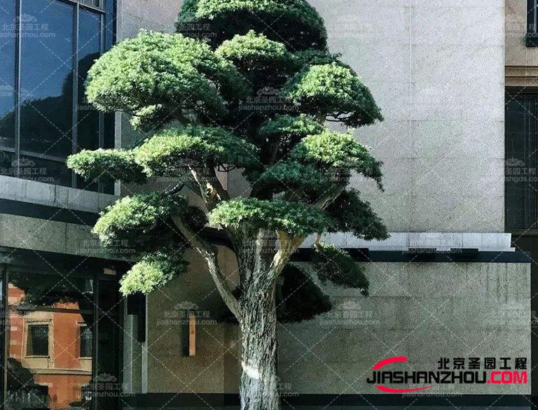 仿真樹這是訪問巴黎并了解室內(nèi)設(shè)計(jì)界新趨勢(shì)的好時(shí)機(jī)