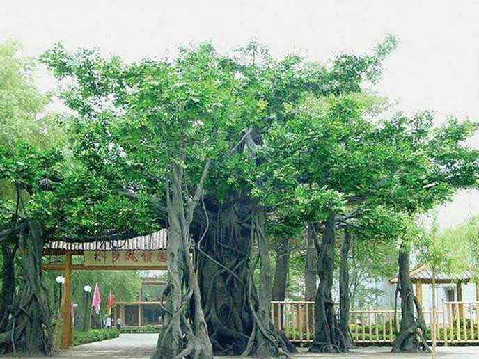 仿真榕樹
