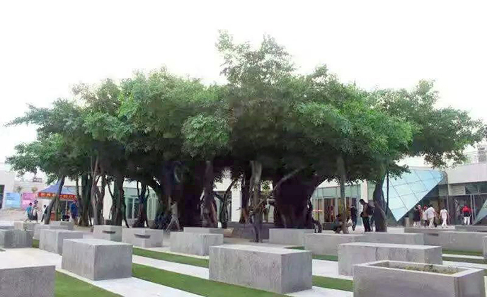 仿真榕樹.jpg 仿真榕樹