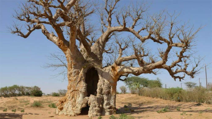 仿真樹.jpg 仿真樹