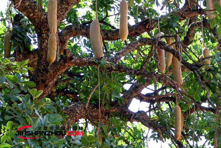 仿真樹.jpg 仿真樹