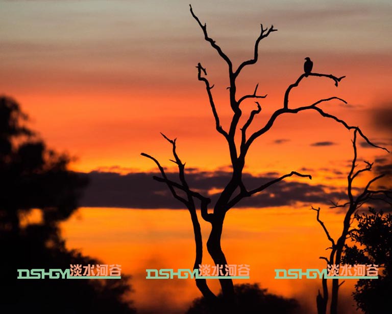 仿真樹.jpg 仿真樹