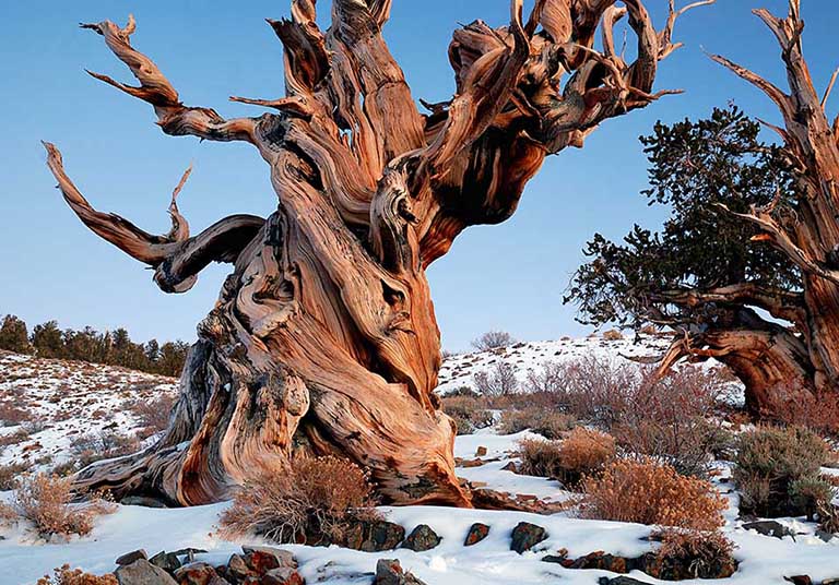 仿真樹廠家.jpg 仿真樹廠家