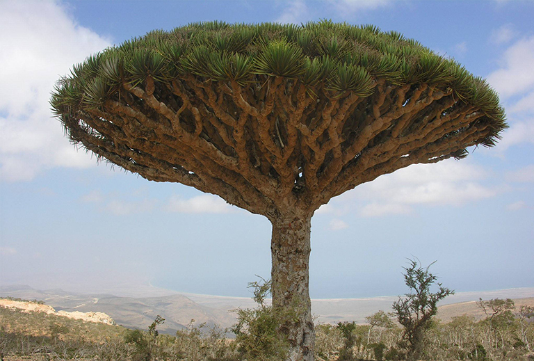 仿真樹.jpg 仿真樹