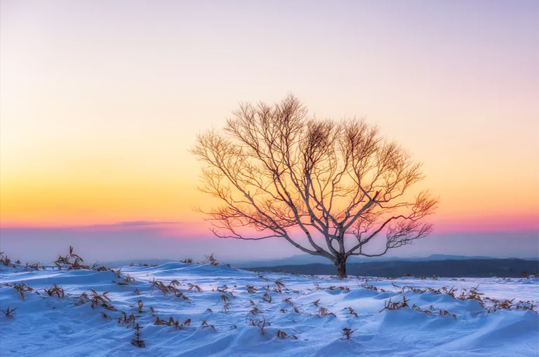 仿真樹.jpg 仿真樹