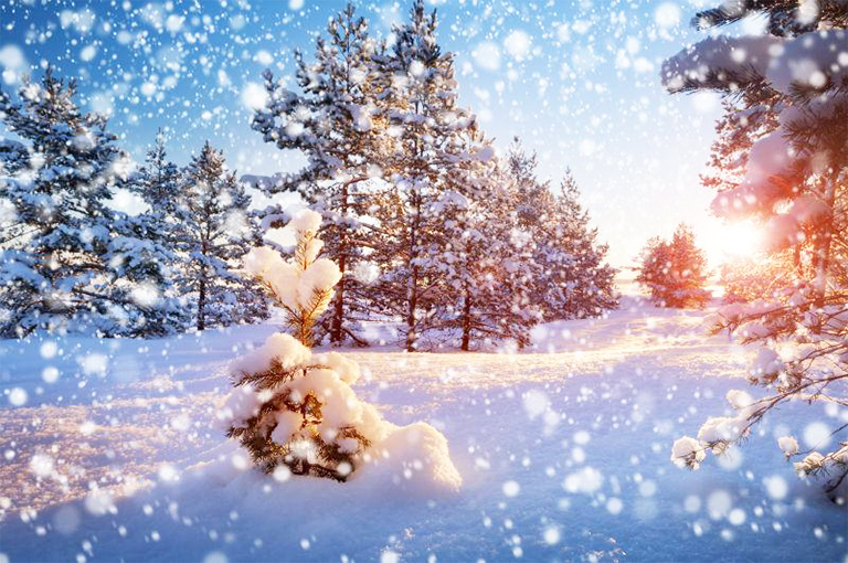 仿真樹.jpg 仿真樹