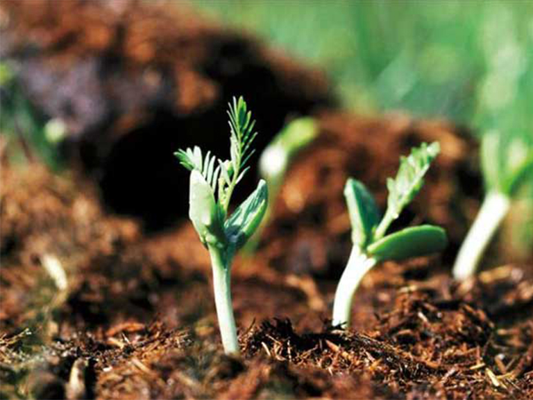 仿真樹.jpg 仿真樹