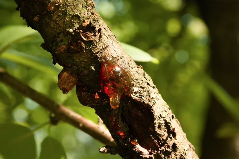 仿真樹(shù).jpg 仿真樹(shù)