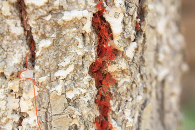 仿真樹(shù).jpg 仿真樹(shù)