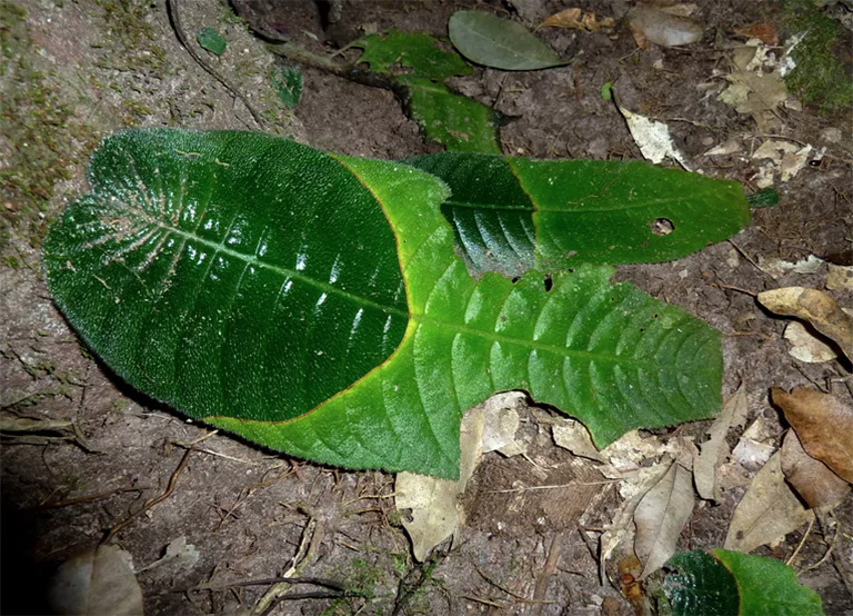 仿真樹(shù).jpg 仿真樹(shù)