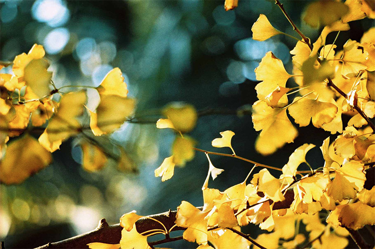 仿真樹.jpg 仿真樹