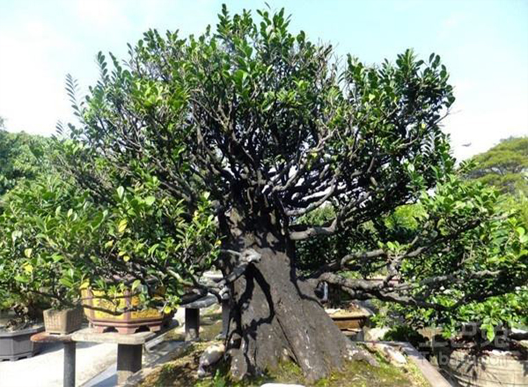 仿真樹(shù).jpg 仿真樹(shù)