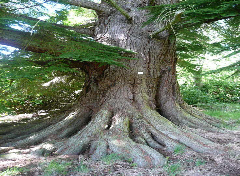 仿真樹(shù).jpg 仿真樹(shù)