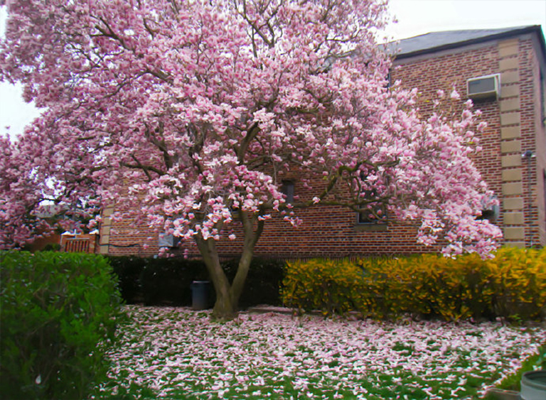 仿真樹(shù).jpg 仿真樹(shù)