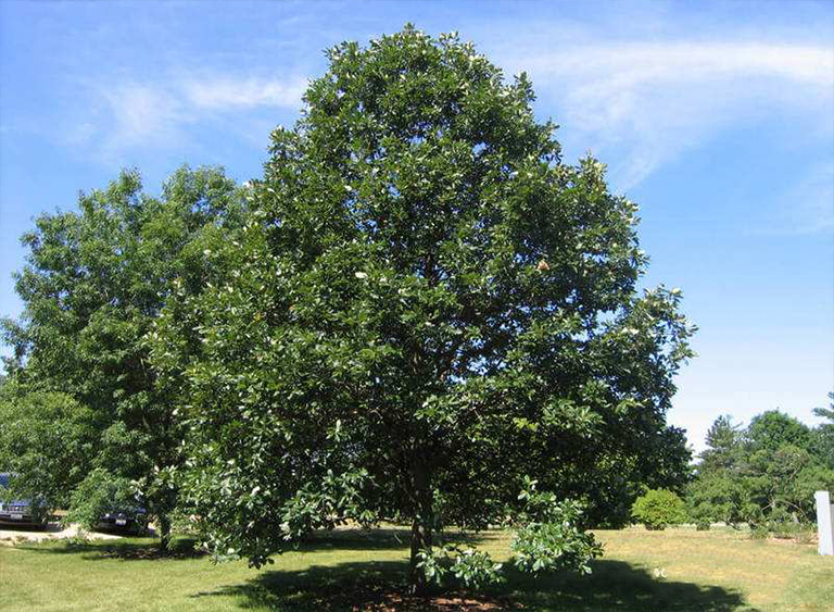 仿真樹(shù).jpg 仿真樹(shù)