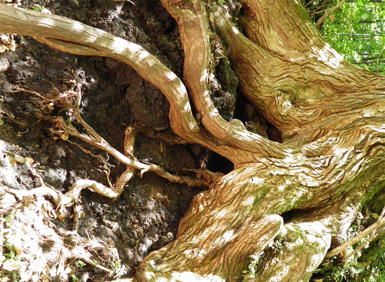 仿真樹.jpg 仿真樹