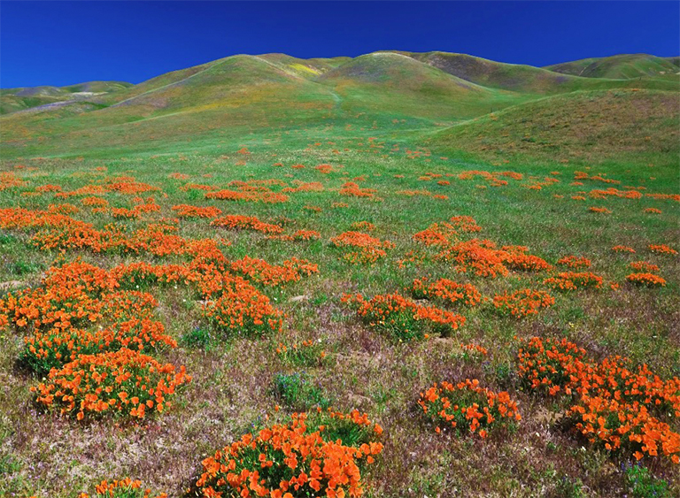 安吉利斯國(guó)家森林公園在加利福尼亞.jpg 安吉利斯國(guó)家森林公園在加利福尼亞