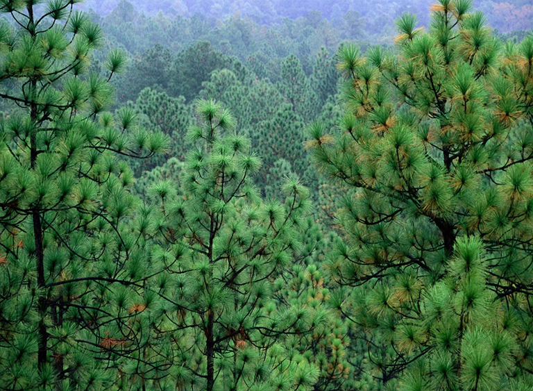 路易斯安那州的基薩奇國家森林公園.jpg 路易斯安那州的基薩奇國家森林公園