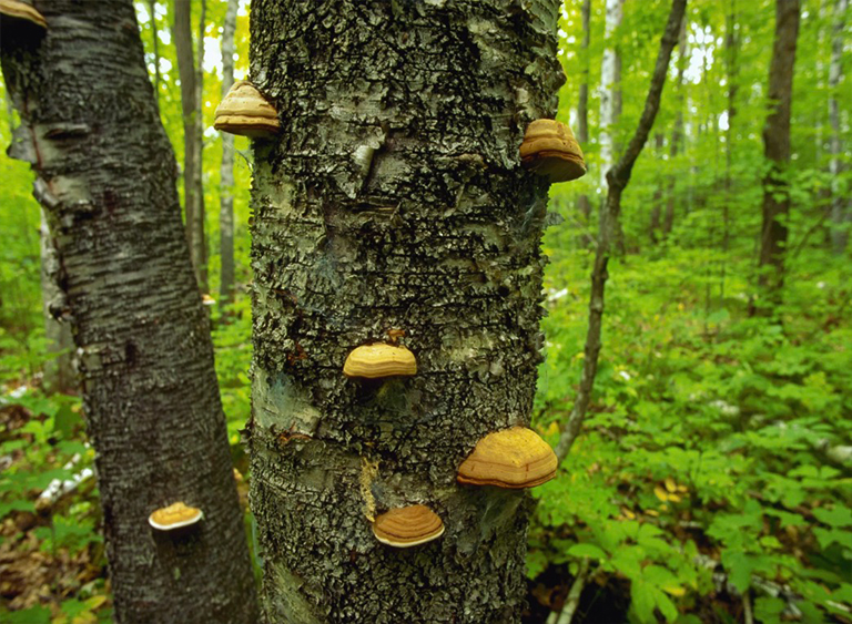 奇珀瓦國家森林公園在明尼蘇達州.jpg 奇珀瓦國家森林公園在明尼蘇達州