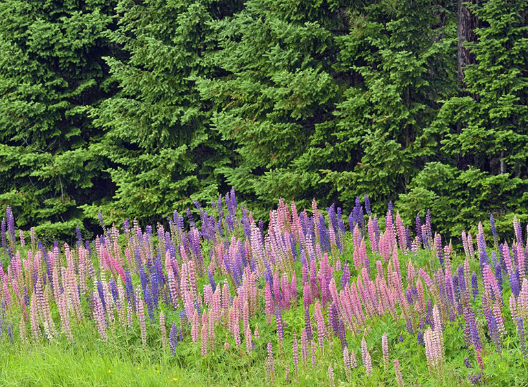 西弗吉尼亞州的莫農加希拉國家森林.jpg 西弗吉尼亞州的莫農加希拉國家森林