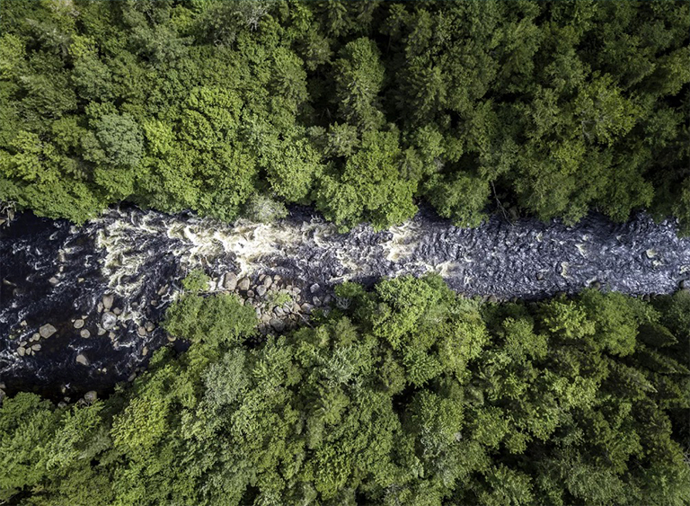 針葉林.jpg 針葉林