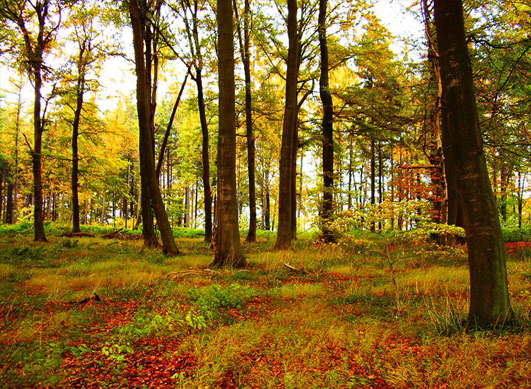 仿真樹.jpg 仿真樹