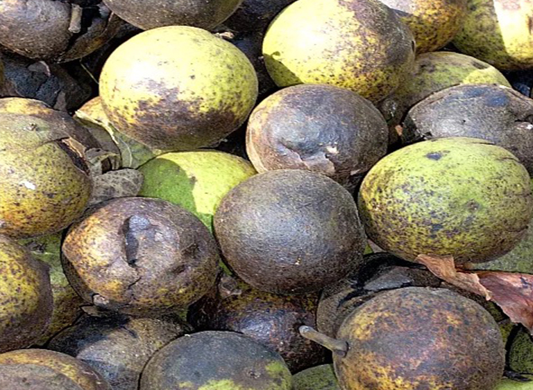 黑胡桃.jpg 黑胡桃